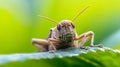 AI-generated Front View Grasshopper On Leaf Macro Royalty Free Stock Photo