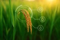 AI generated golden rice panicle in smart farm field with digital interface representing precision agriculture technology and Royalty Free Stock Photo