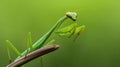 AI-generated Green Praying Mantis Perched On Stem Macro Nature Royalty Free Stock Photo