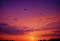 a group of halloween bats fly in the sky at sunset Royalty Free Stock Photo