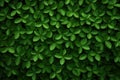 HD wallpaper of green natural tiny leaves for background