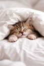 Sleeping Kitten Under White Blanket With Soft Cozy Bedroom Mood Royalty Free Stock Photo