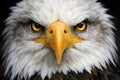 Intense Bald Eagle Portrait With Piercing Eyes And Dramatic Feather Detail Royalty Free Stock Photo