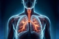 Human body anatomy with lungs in x-ray image. 3D rendering