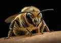 AI-Generated Hyper-Realistic Honey Bee on a Leaf Royalty Free Stock Photo