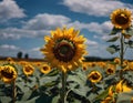 AI generated illustration of aa vibrant and picturesque scene of a field of sunflowers