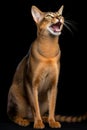 AI generated illustration of an Abyssinian cat with its mouth wide open in a yawning pose