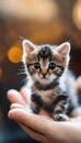 a cat sitting on someones hand with its eyes open Royalty Free Stock Photo