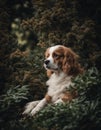 a dog with brown eyes and red fur laying down in the forest