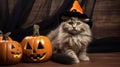 a kitten sits between halloween pumpkins and a witch hat Royalty Free Stock Photo