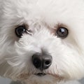 AI generated illustration of An adorable white dog with a black nose and long, curly hair