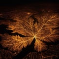 AI generated illustration of an aerial view of a large leaf illuminated by moonlight at night