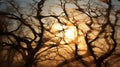 Sunset Shadowplay in Nature's Lace. AI Generated