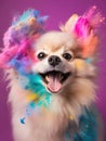 Happy pomeranian in colourful paint powder