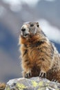 AI generated illustration of an Alpine Marmot (Marmota marmota) among rocky outcrops