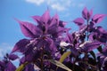 AI-generated illustration of Amaranthus with purple leaves in a garden setting