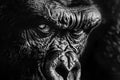 AI generated illustration of an angry black and white gorilla staring directly at the camera Royalty Free Stock Photo