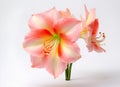 AI-generated illustration of An arrangement of Hippeastrum in a glass vase on a wooden tabletop Royalty Free Stock Photo