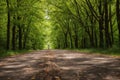 AI Generated Illustration Of An Autumnal Dirt Road Through A Picturesque Landscape Of Green Trees