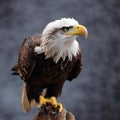 AI generated illustration of a bald eagle portrait Royalty Free Stock Photo