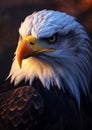 AI generated illustration of a bald eagle portrait in golden sunlight Royalty Free Stock Photo