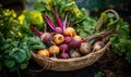 AI generated illustration of a basket filled with freshly harvested radishes in a lush green lawn