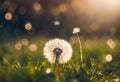 AI generated illustration of a beautiful golden light shining through a dandelion field at sunset Royalty Free Stock Photo