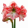AI generated illustration of beautiful Hippeastrum flowers isolated on a white background