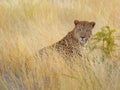 the leopard is sitting in the tall brown grass field with his head out