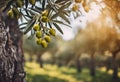 Beautiful olive trees in a sunlit field Royalty Free Stock Photo