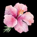 AI generated illustration of a beautiful watercolor pink hibiscus flower on a black background Royalty Free Stock Photo