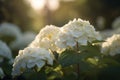 AI-generated illustration of a beautiful white hydrangea illuminated by the sun in the background.