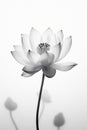 A White Lotus Flower Is Blooming With One Bud In The Background