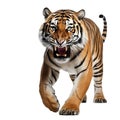 Ai generated illustration of a Bengal tiger against a white background