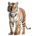 Ai generated illustration of a Bengal tiger against a white background