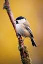 AI generated illustration of a Black-capped chickadee perched on a tree