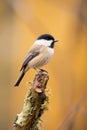 AI generated illustration of a Black-capped chickadee perched on a tree