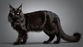 a black cat standing with a gray background and an orange eye Royalty Free Stock Photo