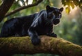 black panther, one of the many animals that live in captivity