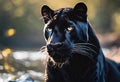 AI-generated illustration of a black panther with golden eyes looking into the distance