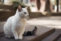 a white and black cat is sitting on the steps of a building Royalty Free Stock Photo