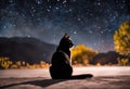 the cat is looking at the stars in the sky and they can not see