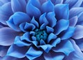 Blue chrysanthemum AI image