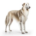 AI generated illustration of a Borzoi breed dog isolated in a white background Royalty Free Stock Photo