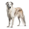 AI generated illustration of a Borzoi breed dog isolated in a white background Royalty Free Stock Photo