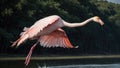 AI generated illustration of a bright pink flamingo in flight above a lake Royalty Free Stock Photo