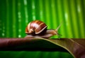 AI generated illustration of a brown snail slowly crawling across a bright green leaf Royalty Free Stock Photo