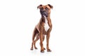 An AI generated illustration of a brown and white German boxer standing on a white background