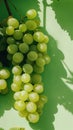 A bunch of green grapes hanging from their vine, casting shadows on a green background Royalty Free Stock Photo