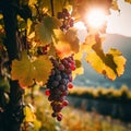 AI generated illustration of a bunch of ripe grapes hanging from a vine in a sunlit vineyard Royalty Free Stock Photo